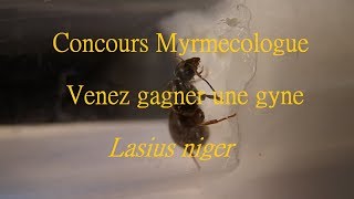 Concours Lasius niger 210718 Myrmecologue HDFr [upl. by Annaliese]