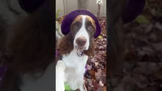 Spooky Scary Doggies Ember and Cole The English Springer Spaniels shorts [upl. by Adlay579]