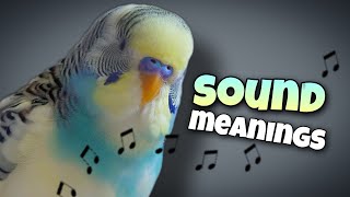 Parakeet Sounds and Their Meanings 🐦🔊 [upl. by Jenette]