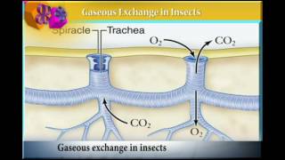 GASEOUS exchange in INSECTS [upl. by Ehling872]