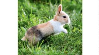 Top 11 des lapins les plus mignons [upl. by Burrill]