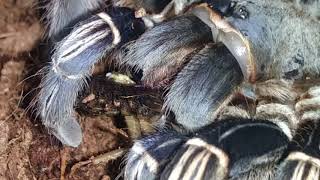 Aphonopelma Seemanni Female Eating [upl. by Knitter]