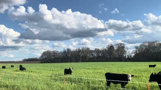 Heifers grazing at Blackville SC [upl. by Aicia]