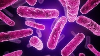 Gram Positive vs Gram Negative Bacterial Cell Wall Structure Microbiology [upl. by Acisset]