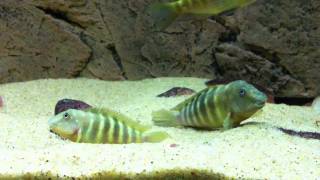 Brooding pair of Eretmodus cyanostictus quotorange barquot Sibwesa  PISCES [upl. by Gault205]