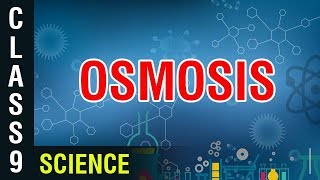 Osmosis  9th Class Science  Digital Teacher [upl. by Rondon]