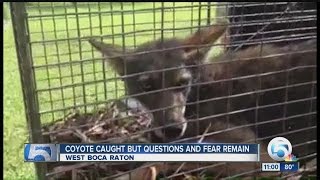 Coyote trapped and euthanized [upl. by Siraved363]