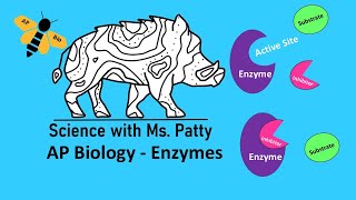 Enzymes  AP Biology Unit 3 [upl. by Elokcin]