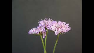 Scabiosa atropurpurea 1 [upl. by Ahsinra]