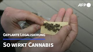 Cannabis  Heilmittel oder riskante Droge  AFP [upl. by Candy]