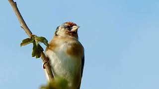 RSPB Rainham Marshes Nature reserve  Goldfinch house sparrow startling Wren [upl. by Nelleus]