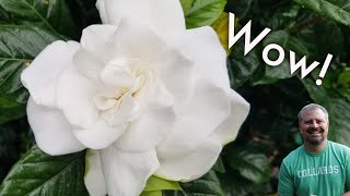 Beautiful Gardenias  My Favorite May Flowering Plant  Fragrant And Evergreen [upl. by Verdie773]