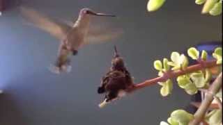 Hummingbird in my office part 3 [upl. by Naujtna]