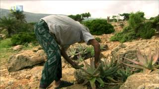 Socotra Archipelago UNESCOTBS [upl. by Forester]