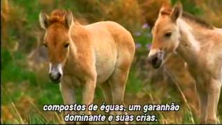 Documentário  Cavalos [upl. by Renaxela]