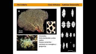 Organismos Cnidarios características generales [upl. by Deck473]