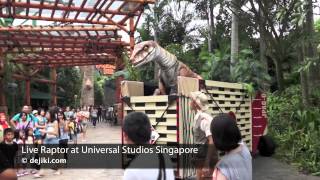 Live Raptor at Jurassic Park Universal Studios Singapore  dejikicom [upl. by Milewski282]