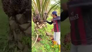 Pruning the Khajoor Plant Gardening HardWork [upl. by Kcirdec]