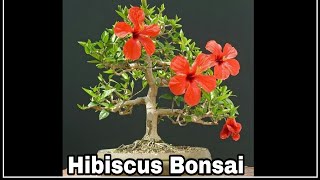 How to make Bonsai  Hibiscus Bonsai [upl. by Doug]