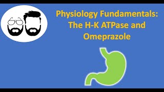 Physiology Fundamentals HK ATPase and Omeprazole [upl. by Maurise]