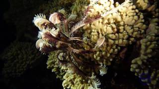 Crinoide al Radisson Blu Resort di El Quseir in Egitto [upl. by Naraa]