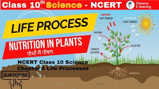 Nutrition in plants  Life Processes Class 10 Science Biology  NCERT Science Ch 6 Class 10 [upl. by Atwood]