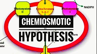 Chemiosmotic hypothesis  Photosynthesis in plant [upl. by Martens523]