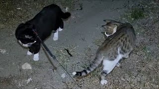 Scolopendra cingulata and cats [upl. by Inaluiak65]