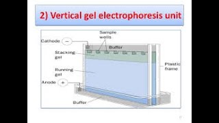 Vertical Gel Electrophoresis and SDS PAGE [upl. by Nirehtak]