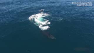 Humpbacks Block Orcas’ Feeding Frenzy [upl. by Edak783]