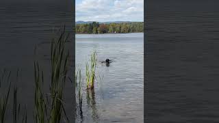 Binford Phelps FIRST swim [upl. by Reklaw]