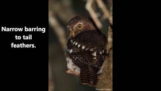 African Barred Owlet  Glaucidium capense capense [upl. by Esten27]