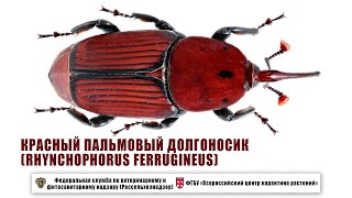 Красный пальмовый долгоносик Rhynchophorus ferrugineus [upl. by Ellierim]