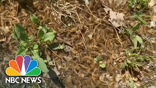 Maine Overwhelmed By Poisonous Browntail Moth Caterpillars [upl. by Kurman]