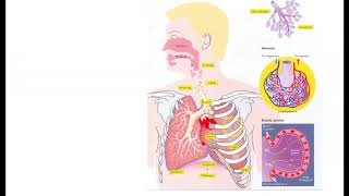 lungernes opbygning og iltoptagelse [upl. by Anirod]