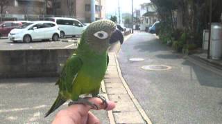 シモフリインコ 手乗り LOVEBIRDFUKUOKA（ラブバードフクオカ） 2014319 [upl. by Llenoj82]