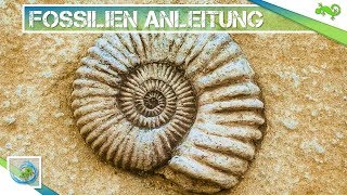 Einfach Fossilien selber herstellen So klappts  Bauen und Basteln [upl. by Lilyan]