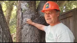 Nylon Line Pleached into Tree  Prune Like a Pro [upl. by Danie]