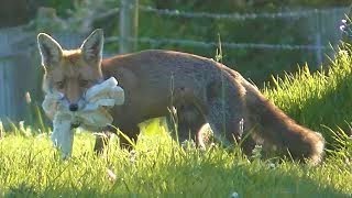 🦊 FOXES amp CUBS 🦊 Diversionary Feeding [upl. by Breger]