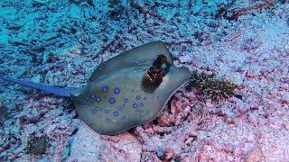 Bluespotted Ribbontail Ray  Raja Ampat Indonesia [upl. by Rabelais]