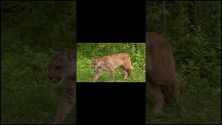 Does a bobcat sound different than a mountain lion 🐱 shorts [upl. by Ahsykal]