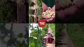 Pistachio Farms Quick Highlight Reel  American Pistachio Growers [upl. by Sesilu894]