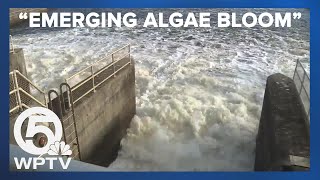 Emerging algae bloom on Lake Okeechobee concerns environmental groups residents [upl. by Sadoc]