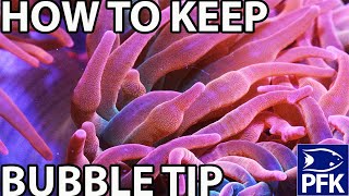 HOW TO KEEP BUBBLE TIP ANEMONE Entacmaea quadricolor [upl. by Mundy20]