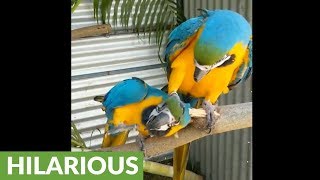 Needy parrot forces buddy to give more attention [upl. by Annaeiluj636]