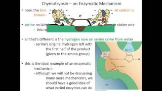 Lecture 7C Chymotrypsin Mechanism [upl. by Aistek290]