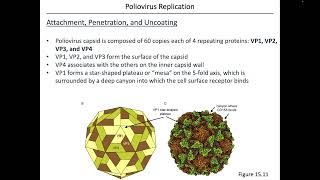 Virology Chapter 15 Part 2 [upl. by Vasyuta]