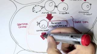 Immunology  Antibody BCR and TCR Diversity [upl. by Debby]