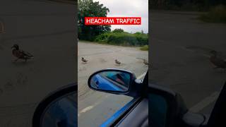 Ducks as traffic lights in Heacham😀 [upl. by Divaj]