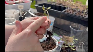 Leggy Tomato Seedlings No problem [upl. by Ynahpets442]